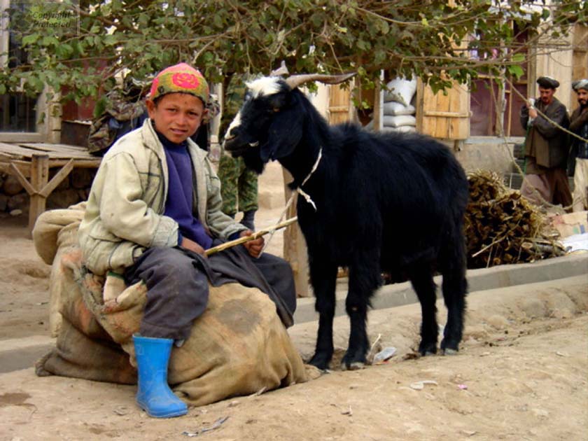 Boy with Goat